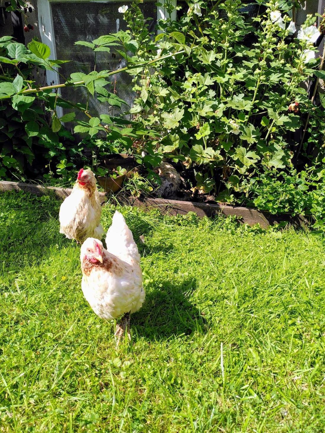 Laegenhet Naturnaera I Henån エクステリア 写真